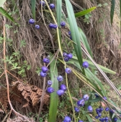 Dianella tasmanica (Tasman Flax Lily) at Uriarra Village, ACT - 14 Feb 2024 by JaneR