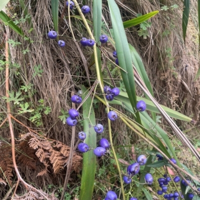 Dianella tasmanica (Tasman Flax Lily) at Uriarra Village, ACT - 14 Feb 2024 by JaneR