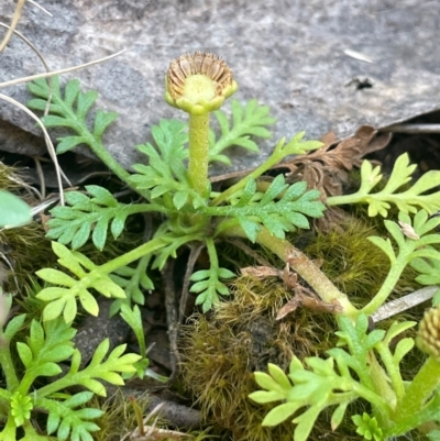 Leptinella filicula (Mountain Cotula) at Uriarra Village, ACT - 14 Feb 2024 by JaneR