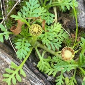 Leptinella filicula at Namadgi National Park - 14 Feb 2024