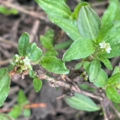 Persicaria prostrata (Creeping Knotweed) at Uriarra, NSW - 14 Feb 2024 by JaneR