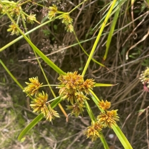 Cyperus eragrostis at Brindabella National Park - 14 Feb 2024 12:42 PM