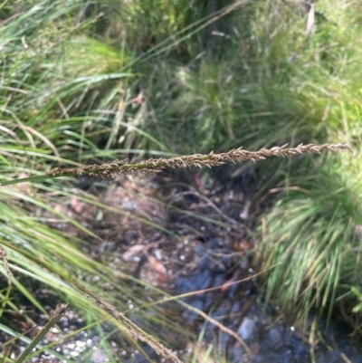 Carex appressa (Tall Sedge) at Brindabella National Park - 14 Feb 2024 by JaneR