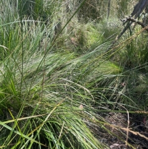 Carex appressa at Brindabella National Park - 14 Feb 2024