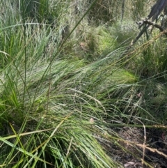 Carex appressa at Brindabella National Park - 14 Feb 2024