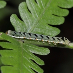 Noctuidae unclassified IMMATURE moth at Capalaba, QLD - 10 Feb 2024