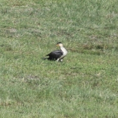 Microcarbo melanoleucos (Little Pied Cormorant) at Wingecarribee Local Government Area - 17 Jan 2024 by JanHartog