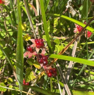 Rubus parvifolius (Native Raspberry) at Brindabella National Park - 14 Feb 2024 by JaneR