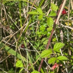 Rubus parvifolius at Brindabella National Park - 14 Feb 2024