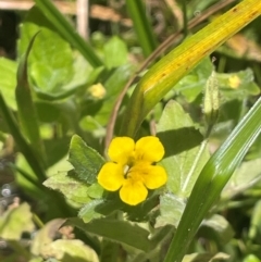 Erythranthe moschata (Musk) at Brindabella National Park - 14 Feb 2024 by JaneR