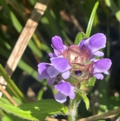 Prunella vulgaris (Self-heal, Heal All) at Uriarra, NSW - 14 Feb 2024 by JaneR