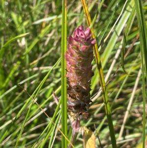 Prunella vulgaris at Brindabella National Park - 14 Feb 2024