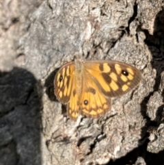 Geitoneura klugii (Marbled Xenica) at Callum Brae - 14 Feb 2024 by Shazw