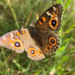 Junonia villida (Meadow Argus) at Symonston, ACT - 13 Feb 2024 by Shazw