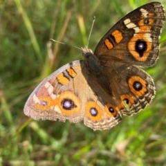 Junonia villida at Callum Brae - 14 Feb 2024 09:43 AM