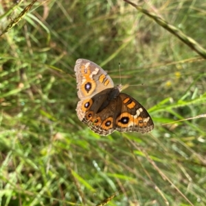 Junonia villida at Callum Brae - 14 Feb 2024