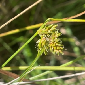 Carex inversa at Brindabella National Park - 14 Feb 2024
