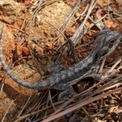 Pogona barbata (Eastern Bearded Dragon) at Tuggeranong Hill - 14 Feb 2024 by Shazw