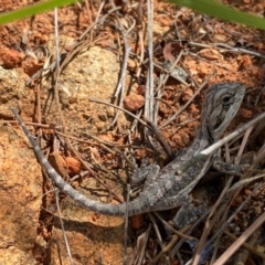 Pogona barbata at Tuggeranong Hill - 14 Feb 2024