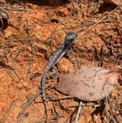 Pogona barbata at Tuggeranong Hill - 14 Feb 2024