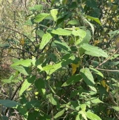 Gynatrix pulchella (Hemp Bush) at Brindabella National Park - 14 Feb 2024 by JaneR