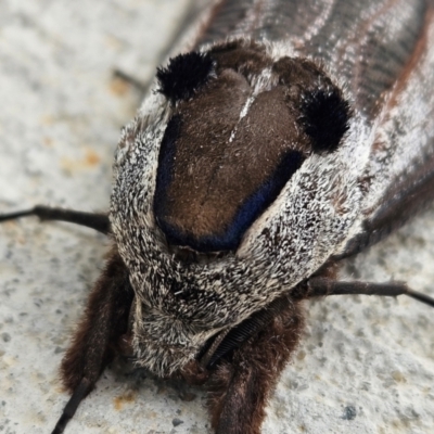 Endoxyla encalypti (Wattle Goat Moth) at Denman Prospect, ACT - 15 Feb 2024 by AaronClausen