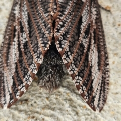 Endoxyla encalypti at Denman Prospect, ACT - 15 Feb 2024