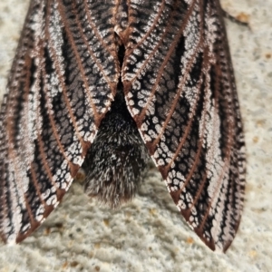 Endoxyla encalypti at Denman Prospect, ACT - 15 Feb 2024 08:31 AM