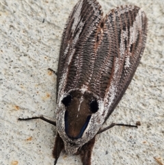 Endoxyla encalypti at Denman Prospect, ACT - 15 Feb 2024 08:31 AM