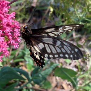 Papilio anactus at Farrer Ridge - 14 Feb 2024