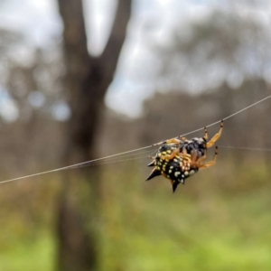 Austracantha minax at Callum Brae - 14 Feb 2024