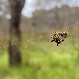 Austracantha minax at Callum Brae - 14 Feb 2024