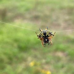 Austracantha minax at Callum Brae - 14 Feb 2024