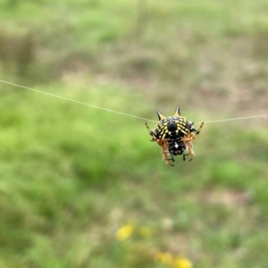 Austracantha minax at Callum Brae - 14 Feb 2024