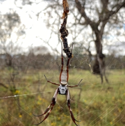 Trichonephila edulis (Golden orb weaver) at Callum Brae - 14 Feb 2024 by Shazw