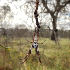 Trichonephila edulis at Callum Brae - 14 Feb 2024