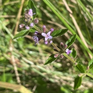 Mentha diemenica at Brindabella National Park - 14 Feb 2024