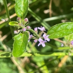 Mentha diemenica at Brindabella National Park - 14 Feb 2024