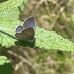 Zizina otis (Common Grass-Blue) at Brindabella National Park - 14 Feb 2024 by JaneR