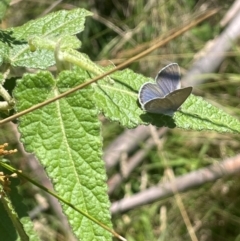 Zizina otis at Brindabella National Park - 14 Feb 2024