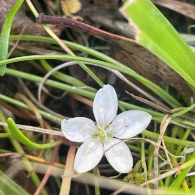 Montia australasica (White Purslane) at Brindabella National Park - 14 Feb 2024 by JaneR