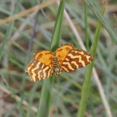 Chrysolarentia chrysocyma (Small Radiating Carpet) at Namadgi National Park - 12 Feb 2024 by RAllen