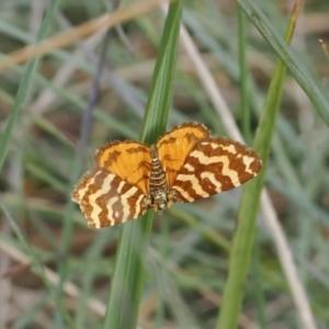 Chrysolarentia chrysocyma at Namadgi National Park - 13 Feb 2024 10:24 AM