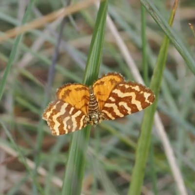 Chrysolarentia chrysocyma (Small Radiating Carpet) at Namadgi National Park - 12 Feb 2024 by RAllen