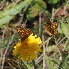 Oreixenica correae (Orange Alpine Xenica) at Cotter River, ACT - 13 Feb 2024 by RAllen