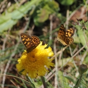 Oreixenica correae at Namadgi National Park - 13 Feb 2024