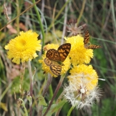 Oreixenica correae at Namadgi National Park - 13 Feb 2024