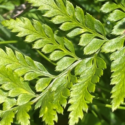 Polystichum proliferum (Mother Shield Fern) at Brindabella National Park - 14 Feb 2024 by JaneR