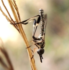 Zaclava sp. (genus) (Zaclava bee fly) at Aranda Bushland - 10 Feb 2024 by CathB