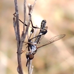 Zaclava sp. (genus) at Aranda Bushland - 10 Feb 2024